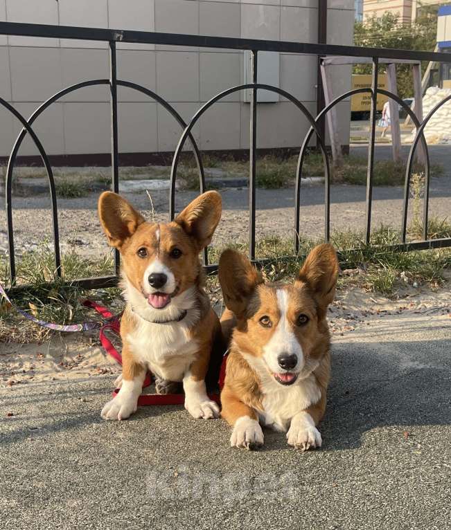 Собаки в Белгороде: Рита Девочка, 60 000 руб. - фото 4