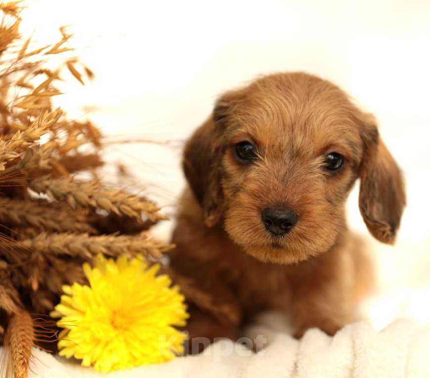 Собаки в Санкт-Петербурге: Потрясающие таксята. Питомник РКФ Мальчик, 45 000 руб. - фото 2