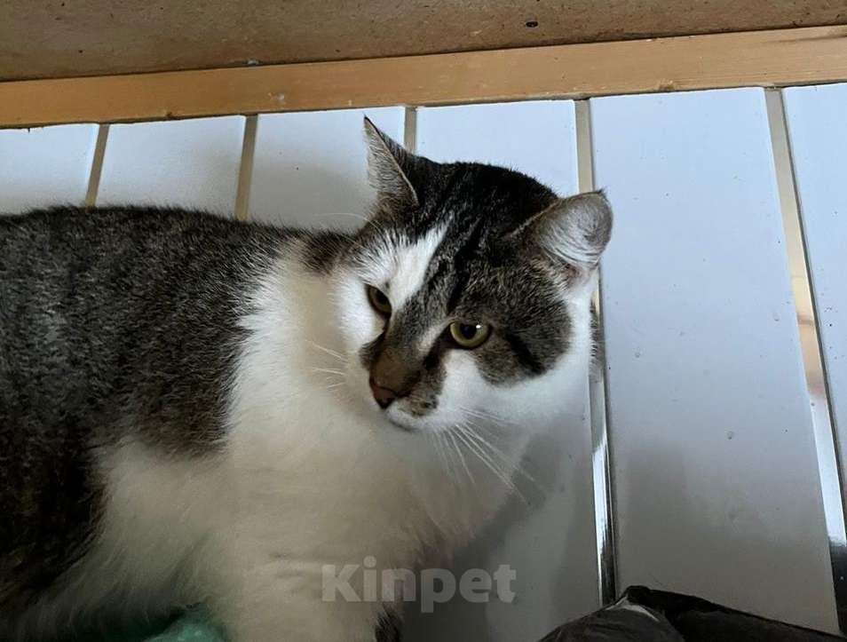 Кошки в Москве: Настоящий мужчина, а не кот Мальчик, Бесплатно - фото 4