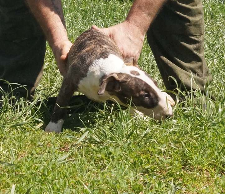 Собаки в Пушкино: крупная девочка стандартного бультерьера (Манюня) Девочка, 80 000 руб. - фото 3