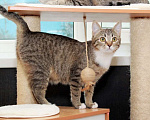Кошки в Калуге: Муся — полосатый колобочек. Котенок-подросток в добрые руки. Девочка, Бесплатно - фото 5