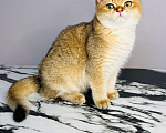 Кошки в Санкт-Петербурге: Британская короткошёрстная золотая шиншилла Девочка, 40 000 руб. - фото 2