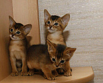 Кошки в Калаче-На-Доне: Абиссинские котята, 25 000 руб. - фото 6