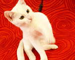Кошки в Колпашево: Котёнок девочка Девочка, Бесплатно - фото 5