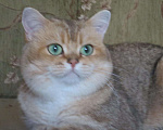 Кошки в Тутаеве: Шотландские котята золотого окраса., 8 000 руб. - фото 5