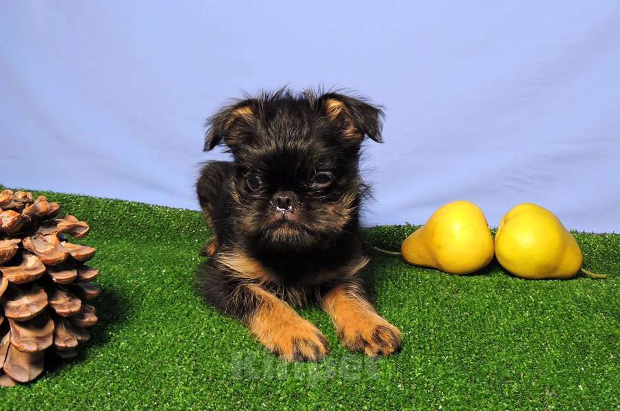 Собаки в Мытищах: Мальчик бельгийского гриффона Мальчик, 45 000 руб. - фото 6