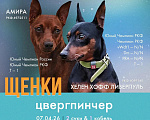 Собаки в Костроме: Продам Девочка, Бесплатно - фото 4