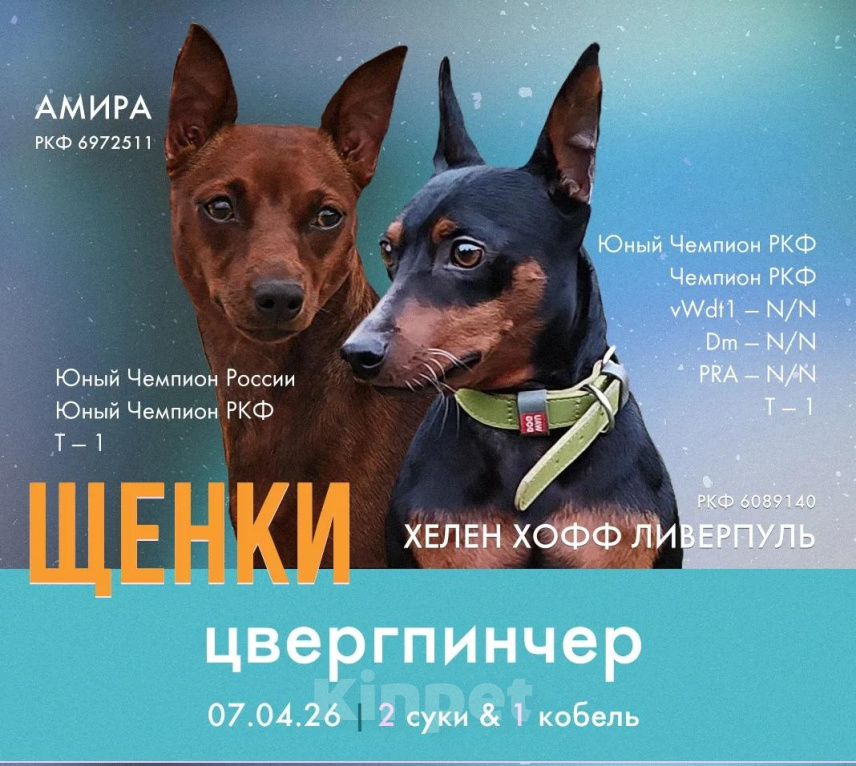 Собаки в Костроме: Продам Девочка, Бесплатно - фото 4