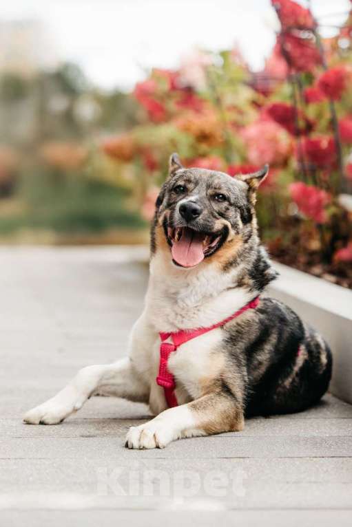 Собаки в Москве: Ураган Маруф в поисках своего человека! Девочка, Бесплатно - фото 7