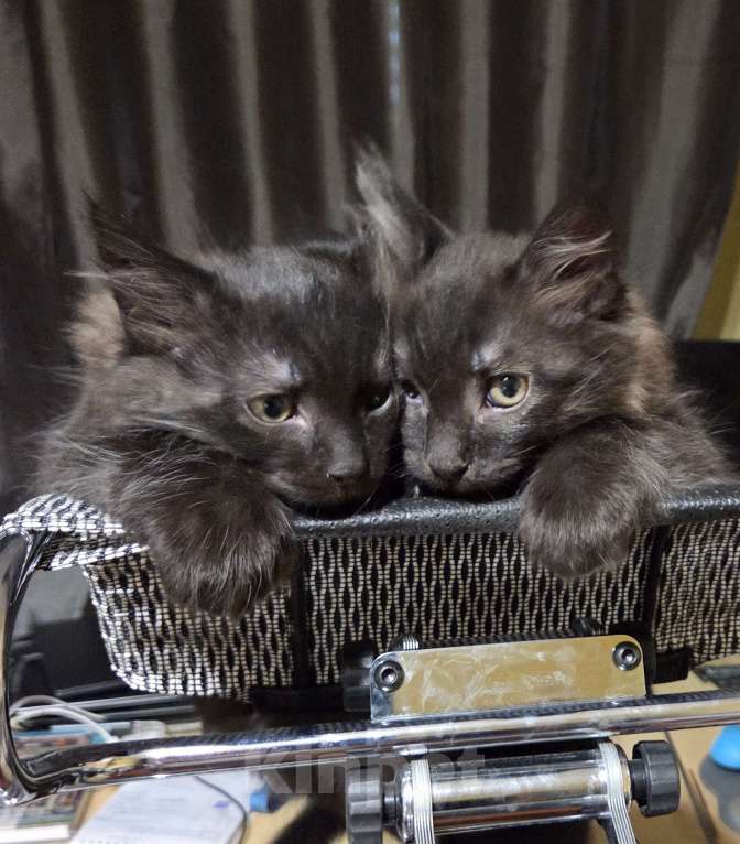 Кошки в Долгопрудном: Милые пушистики ищут любящий дом Мальчик, 500 руб. - фото 2