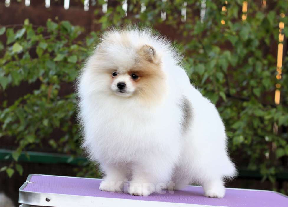 Собаки в Москве: Щенки померанского шпица Мальчик, Бесплатно - фото 2