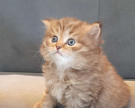 Кошки в Тюмени: Игривые котята  Мальчик, 10 000 руб. - фото 5