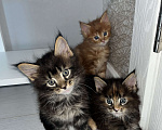 Кошки в Тюмени: Котята мейкун Девочка, 5 000 руб. - фото 1