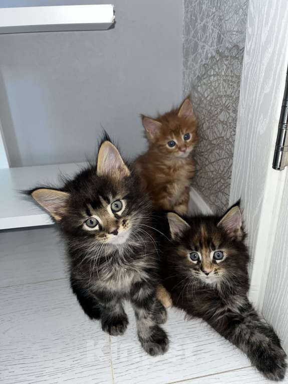 Кошки в Тюмени: Котята мейкун Девочка, 5 000 руб. - фото 1