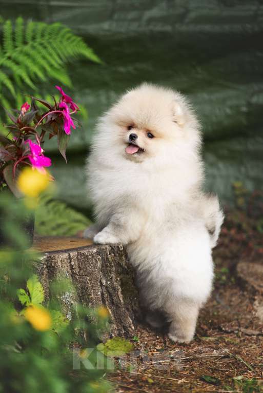 Собаки в Лобне: Девочка  Девочка, 150 000 руб. - фото 4