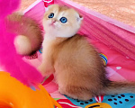 Кошки в Красноярске: Шотландский вислоухий короткошёрстный котёнок Разнополые, 35 000 руб. - фото 1