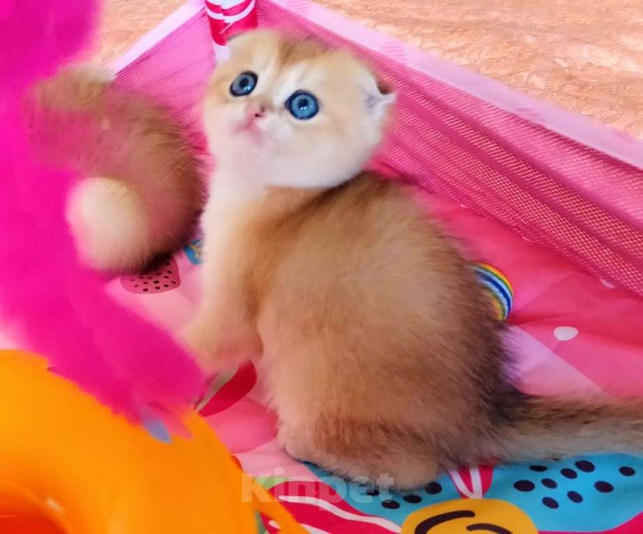 Кошки в Красноярске: Шотландский вислоухий короткошёрстный котёнок Разнополые, 35 000 руб. - фото 1