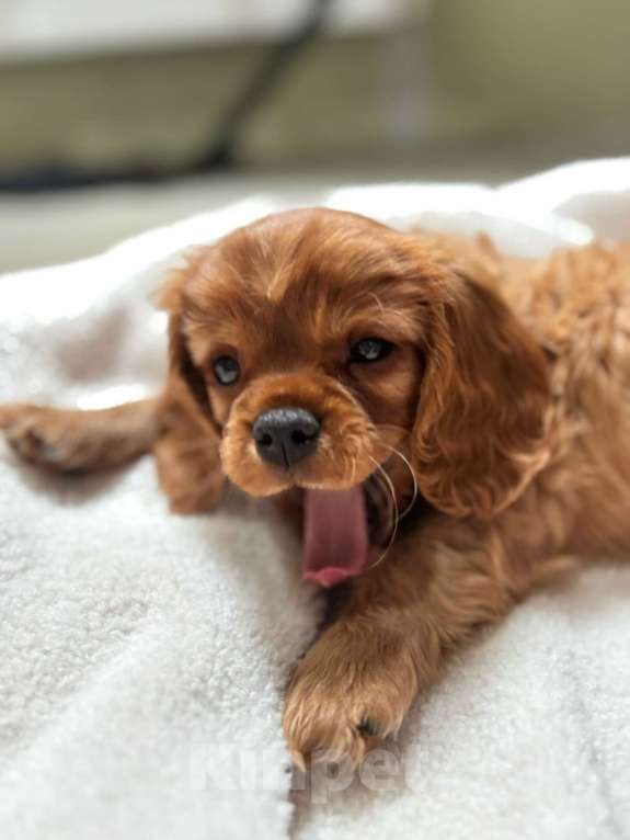 Собаки в Рязани: Продаются очаровательные малыши Кавалер Кинг Чарльз Спаниель Девочка, Бесплатно - фото 8