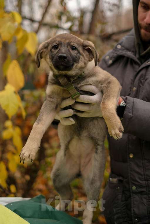 Собаки в Санкт-Петербурге: Девочка 1 Девочка, Бесплатно - фото 3