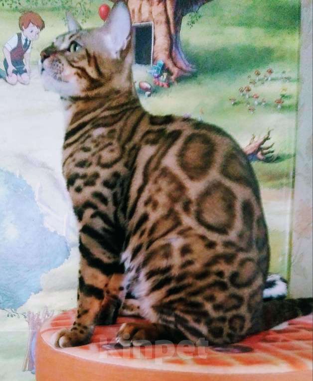 Кошки в Губкине: Бенгал.Вязка, 8 000 руб. - фото 1