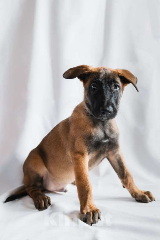 Собаки в Новосибирске: Кобель бельгийской овчарки Мальчик, 55 000 руб. - фото 1