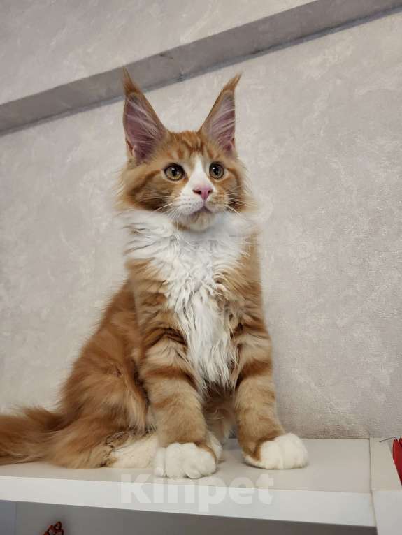 Кошки в Омске: Продаётся котенок мейн- кун Девочка, 60 000 руб. - фото 8