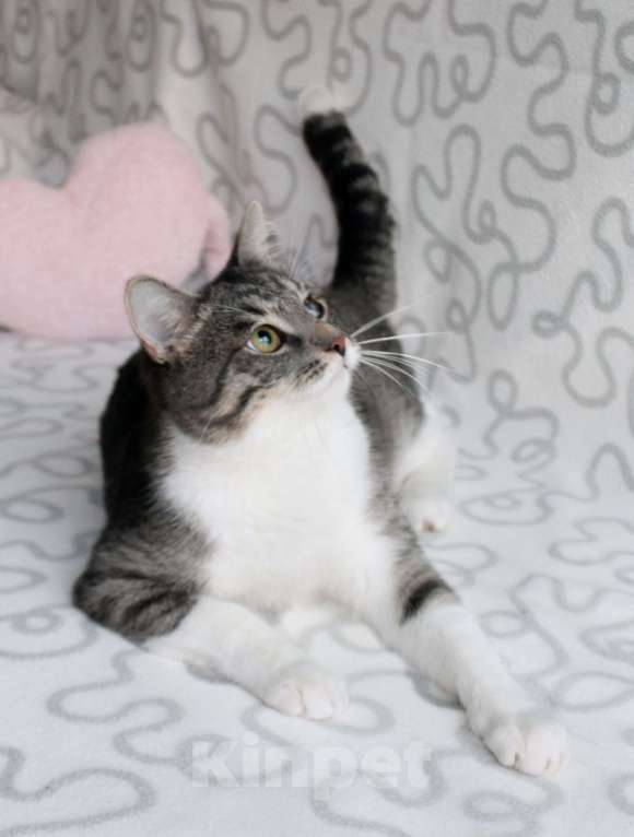 Кошки в Москве: Котя и Масик Мальчик, Бесплатно - фото 5