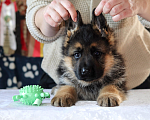 Собаки в Артеме: Озорной щенок немецкой овчарки  Мальчик, 80 000 руб. - фото 5