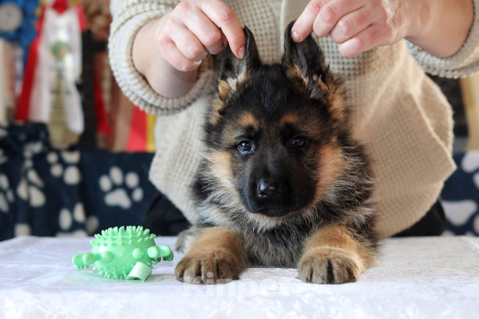 Собаки в Артеме: Озорной щенок немецкой овчарки  Мальчик, 80 000 руб. - фото 5