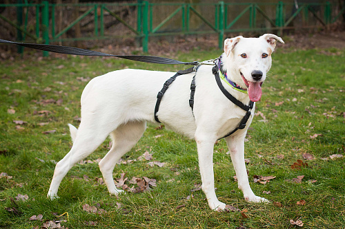 Самая красивая воспитанная собака