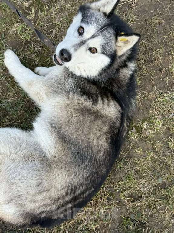 Собаки в Москве: Собака Лакки а добрые руки Девочка, Бесплатно - фото 3