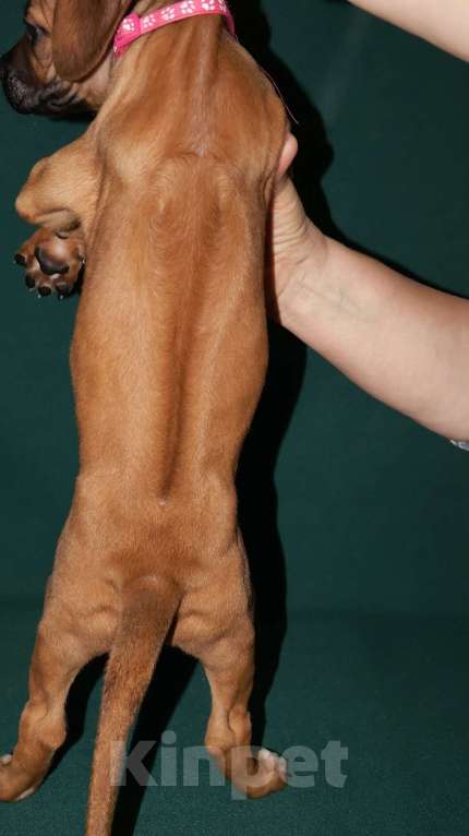 Собаки в Москве: Девочка Родезийского Риджбека  Девочка, 100 000 руб. - фото 2