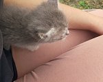 Кошки в Набережных Челнах: В добрые руки от кошки мыше-крыселовки Мальчик, Бесплатно - фото 2