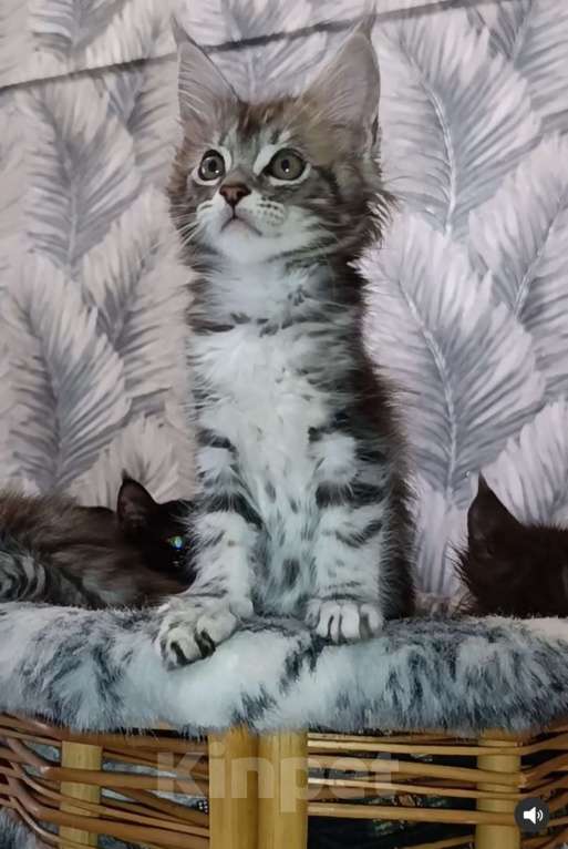 Кошки в Москве: Мейн Кун котенок Девочка, 35 000 руб. - фото 2