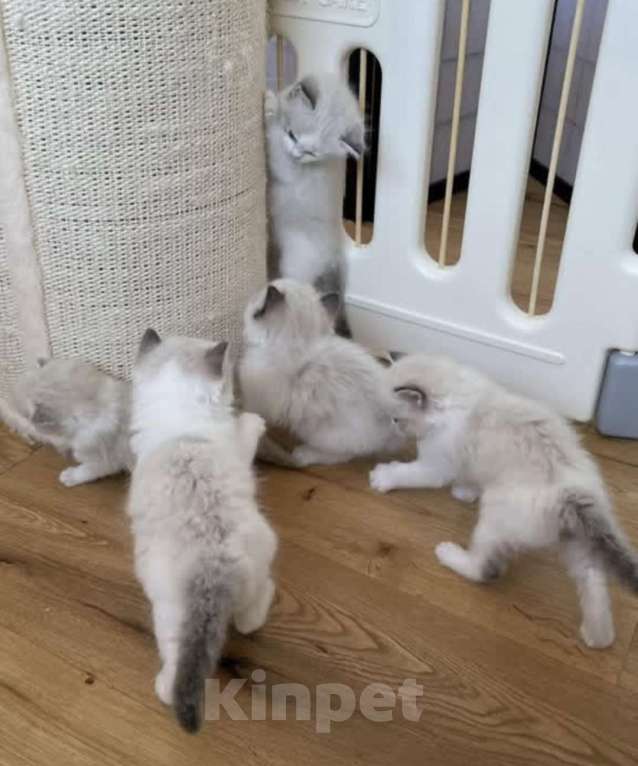 Кошки в Перми: Котята Рэгдолл биколор Мальчик, 45 000 руб. - фото 1