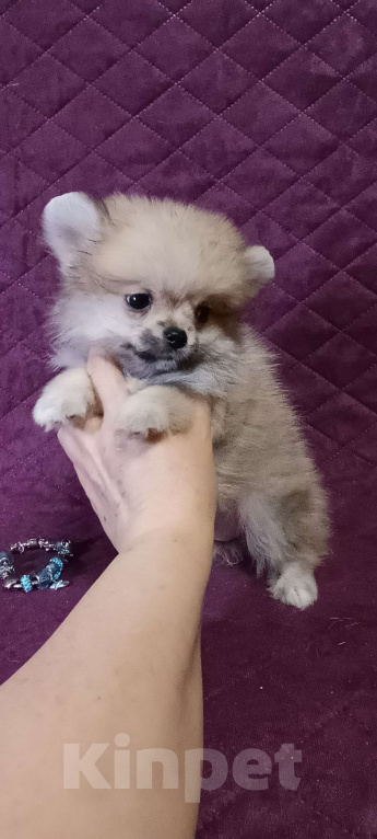 Собаки в Москве: Курносая мини малышка Девочка, 30 000 руб. - фото 3