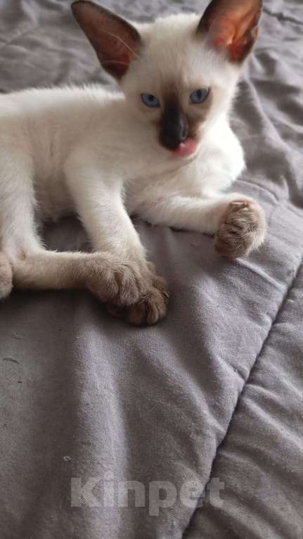 Кошки в Москве: Ориентальный котенок  Девочка, 15 000 руб. - фото 2