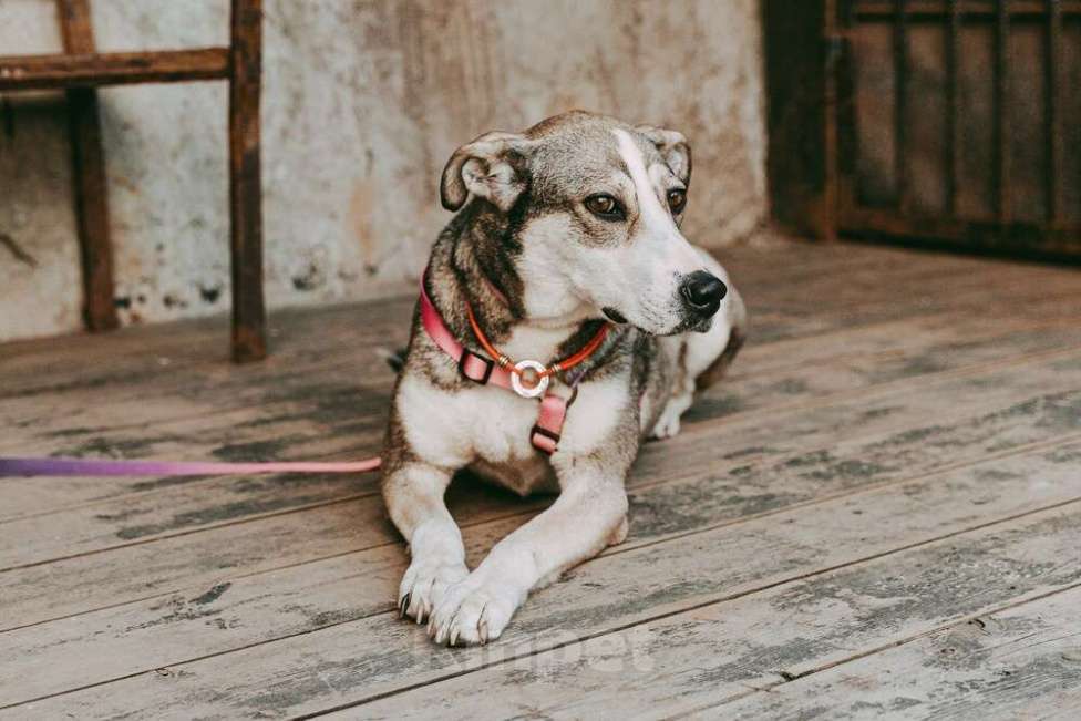 Собаки в Москве: Собака Евушка мечтает о доме, но ее никто не замечает Девочка, 1 руб. - фото 6