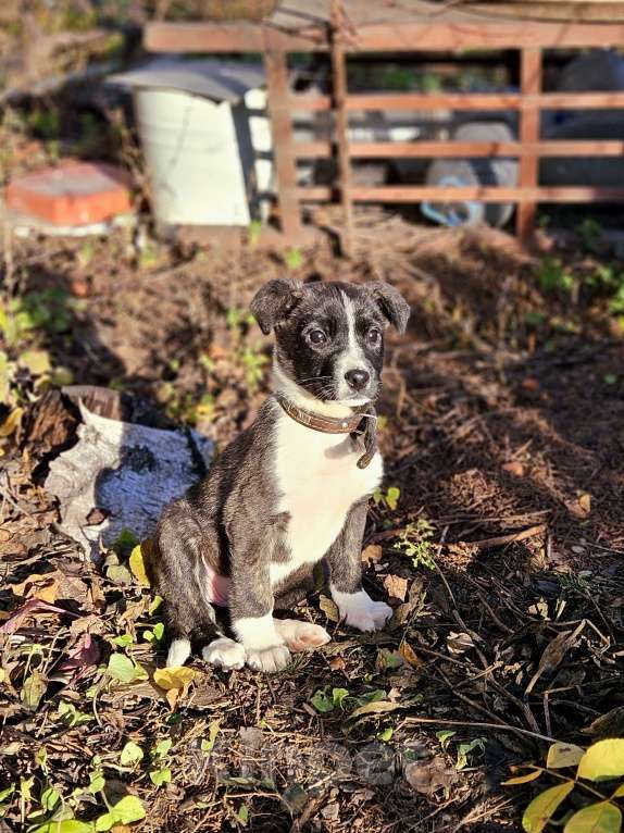 Собаки в Липецке: Прекрасная тигровая девочка ищет дом! Девочка, Бесплатно - фото 1