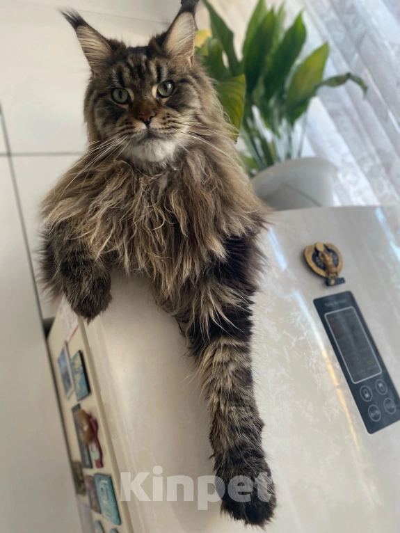 Кошки в Магнитогорске: Высокопородные коты и кошечки из питомника Мальчик, Бесплатно - фото 5