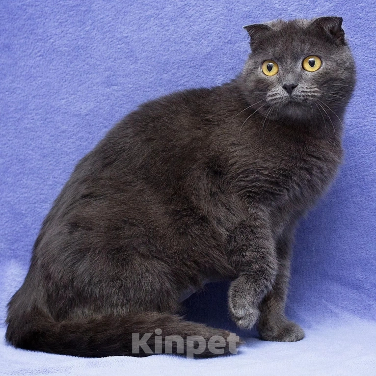 Кошки в Москве: Породистую кошечку выкинули Девочка, Бесплатно - фото 5