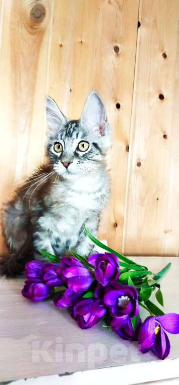 Кошки в Челябинске: 🔥🔥🔥 КОТЕНОК МЕЙН-КУН ДЕВОЧКА Девочка, 10 000 руб. - фото 1