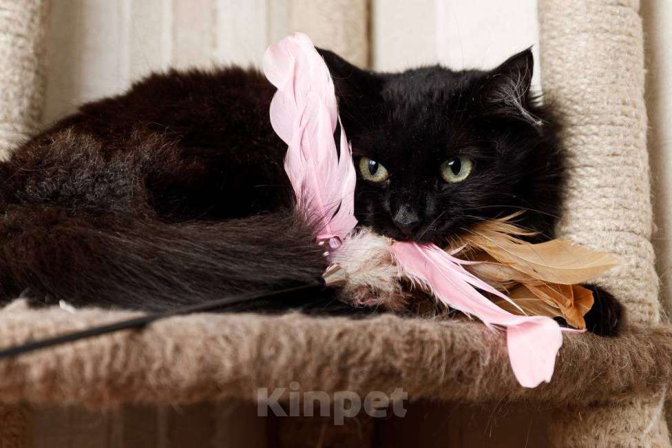 Кошки в Москве: Пушистая кошка в добрые руки Девочка, 15 руб. - фото 5