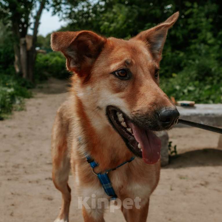 Собаки в Москве: Груша Девочка, Бесплатно - фото 4