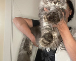 Кошки в других городах Тульской области: Котик мейн-кун Мальчик, 40 000 руб. - фото 1