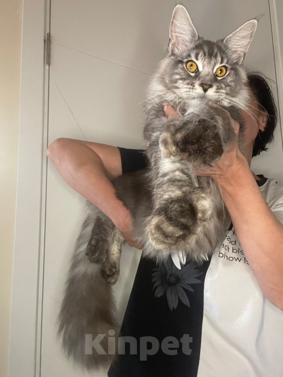 Кошки в других городах Тульской области: Котик мейн-кун Мальчик, 40 000 руб. - фото 1