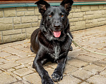 Собаки в Ногинске: Маруся-Юся идеальная собака Девочка, Бесплатно - фото 9
