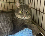 Кошки в Москве: Чудесный полосатик Капитолий ищет маму и папу Мальчик, Бесплатно - фото 9
