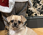 Собаки в Ярославле: Чихуахуа щенок, мальчик  Мальчик, 20 000 руб. - фото 1