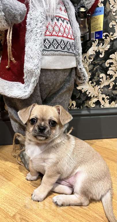 Собаки в Ярославле: Чихуахуа щенок, мальчик  Мальчик, 20 000 руб. - фото 1